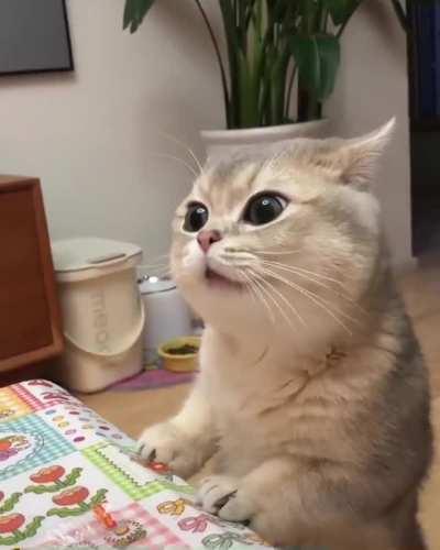 my cat think it’s human