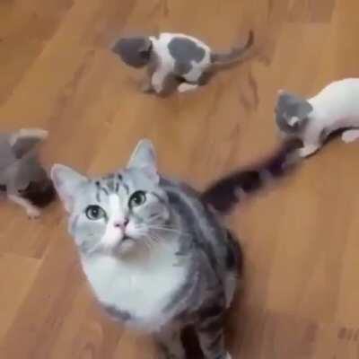 Random cat things, that put a smile on the face