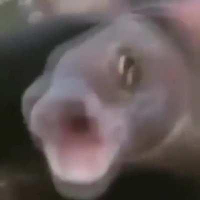 Il pesce scoreggione è lieto di conoscerti!