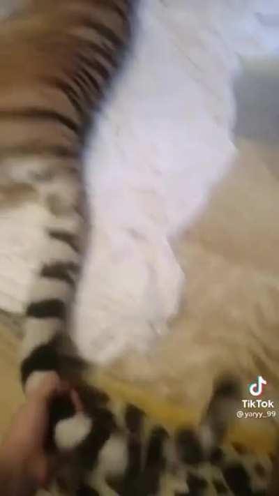 Meeting your pet cat at home