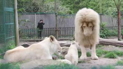 White Lion Family