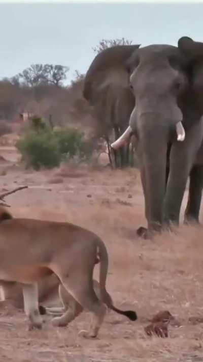 🔥 The true king of the jungle