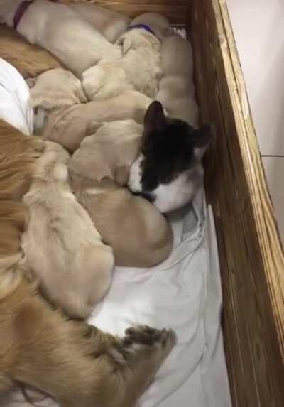 Awake in the puppy pit