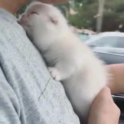 Fluffy kitty seems happy to be going home with its new owner.