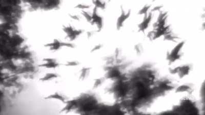 what death looks like