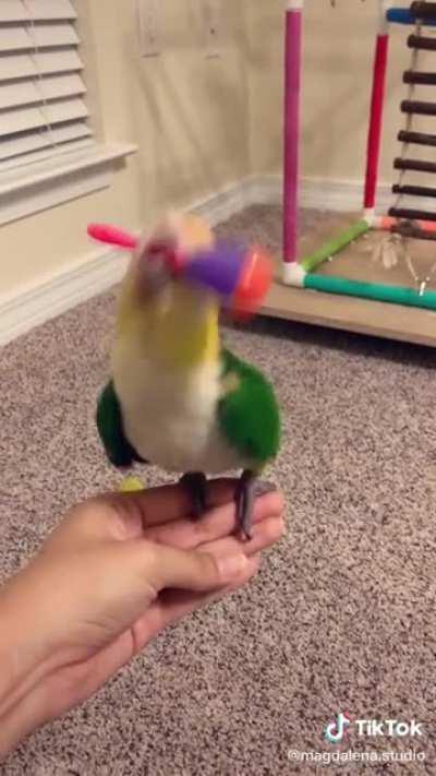 A musical birdie