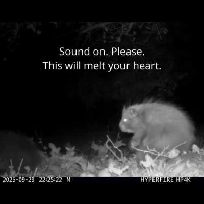 Porcupines squeaking