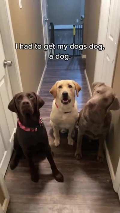 One dog, two dog, three dog, more. Yep the math checks out.