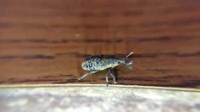 Old slow motion weevil footage