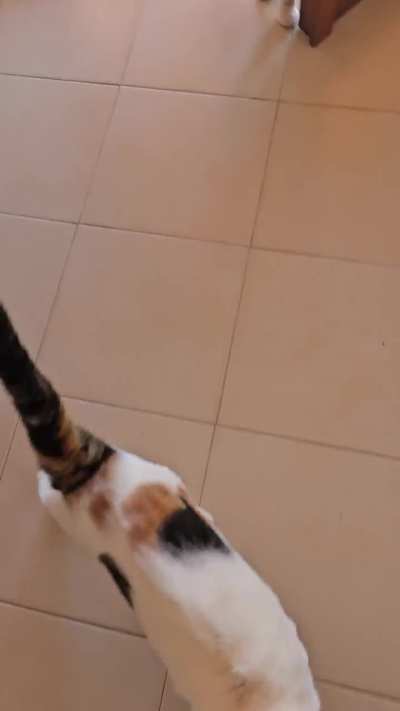 I thought this stray I fed a couple times was rabid