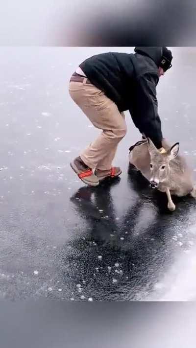 Kind Person Pushes A Deer Off The Ice