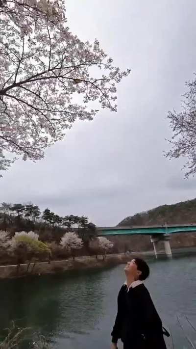 Capturing Sakura Blossoms
