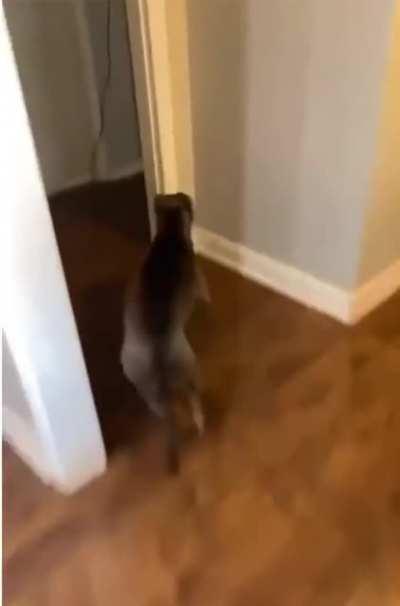 My guard-dog people need me