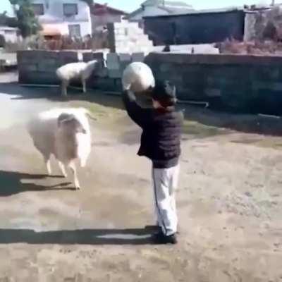 Boy playing with his ram friend