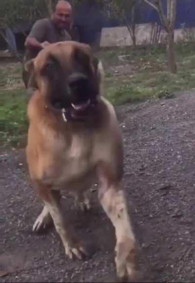 HeLLH0uND dRAgS SiNNeR tO tHE AbYSS