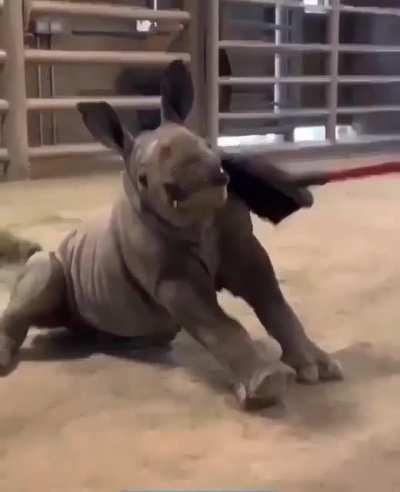 Tank puppy loving his scritches.