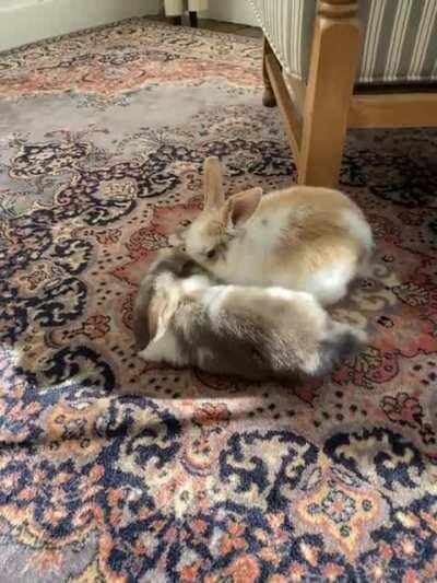 My baby buns! They’re 2 months old and their ears are still upright and huge.