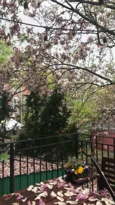 End of the Magnolia flowers