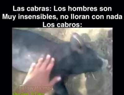 Meet the rodolfo: Pd: no ta muerto