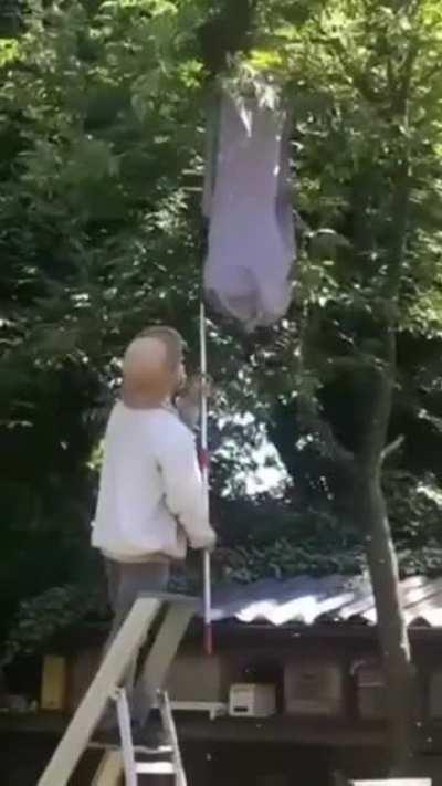 Lemme just remove this beehive from a tree