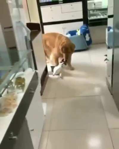 I'm trying to crack what is going on there. Why does that dog's reaction look so relatable