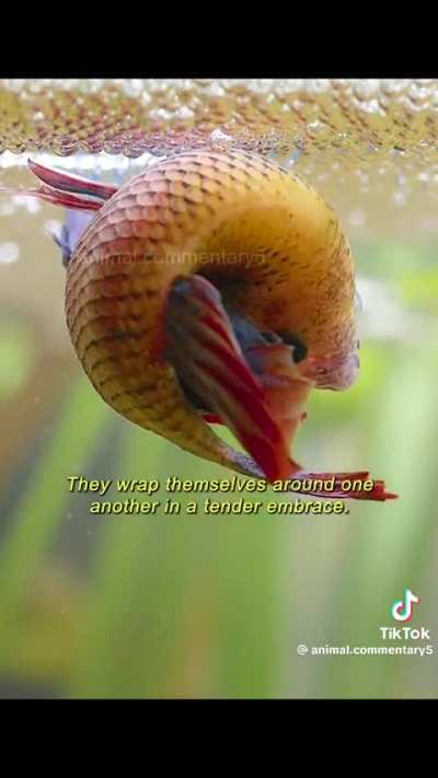 David Attenborough narrates and explains how betta fish breed