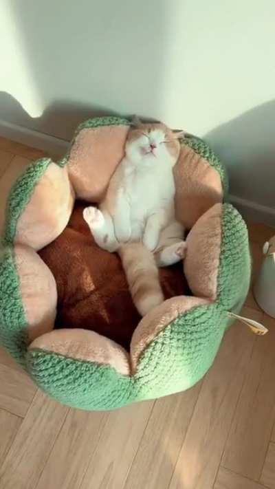 Isn't that the cutest chonker you've seen today?