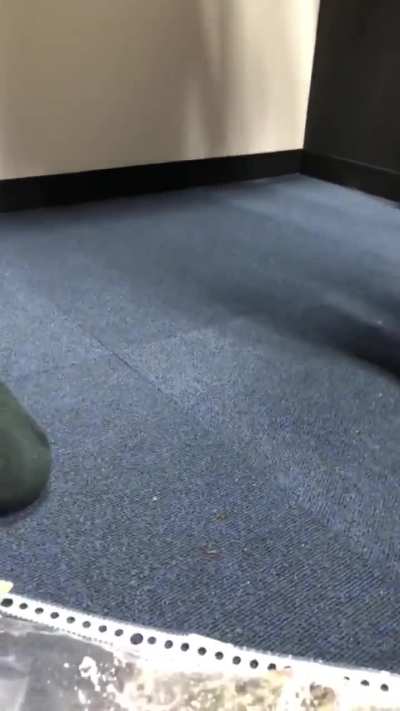 Kayo crushes some more crickets in a bag