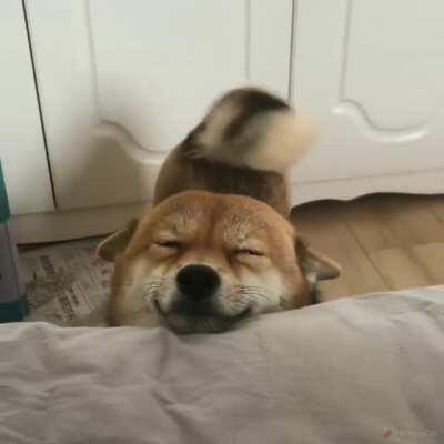 shiba inu attempts to assassinate camera man with cuteness