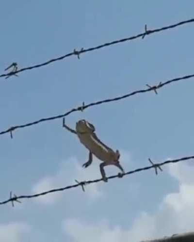 🔥 Thats one long tongue