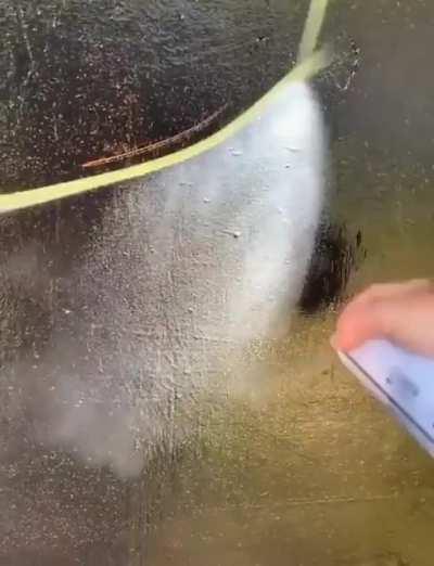 Artist makes a mural for his cat who just passed, so beautiful