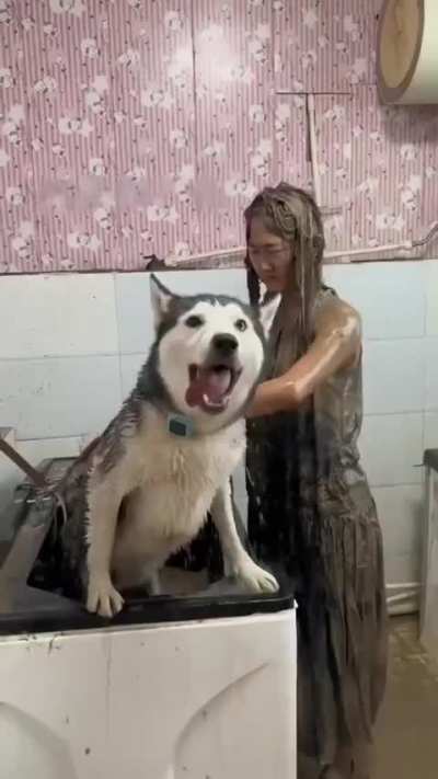 Huskies are the biggest drama queens. 