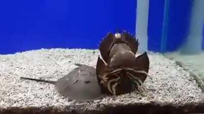 Horseshoe crabs can be bros too