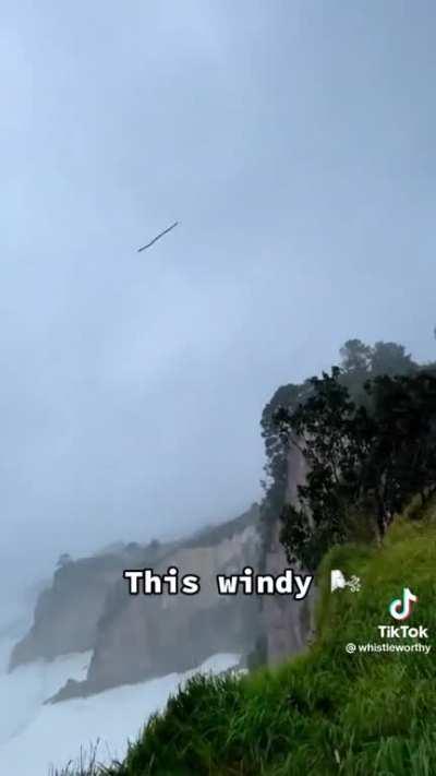 It seems pretty windy