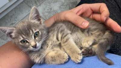 Update on the kitten we found in the chicken coop last night: straight chillin. Volume up for purrs