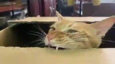 Пушистый дырокол