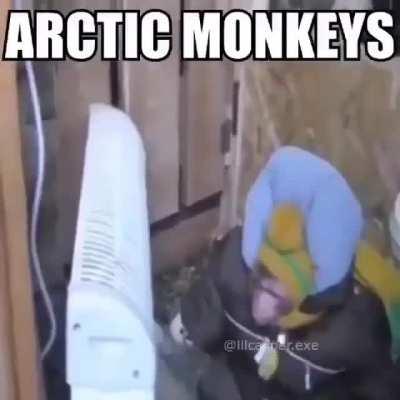 Monos Antarticos