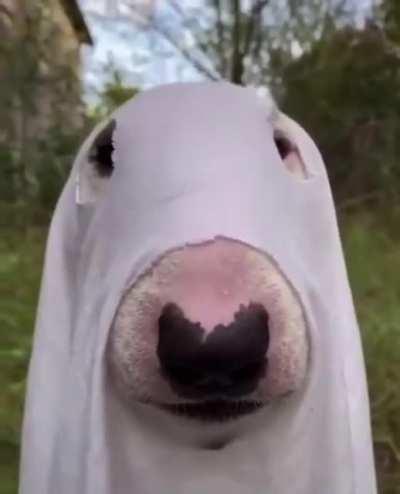 PODE CACHORRO FÁMASTA ADEMIR?