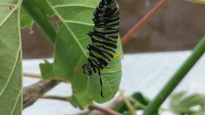 🔥 A monarch caterpillar I raised finally turned into a chrysalis today