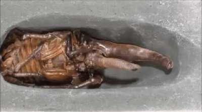 Hercules beetle larvea