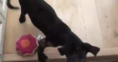 This Puppy was scheduled to be Euthanized, Vet does everything she can And Saves her Instead