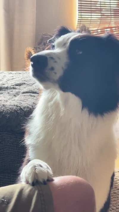 Our cutest demand beggar