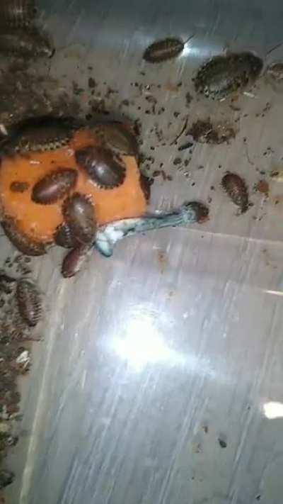 Feeding dubias roaches cubensis for a scientific experiment.