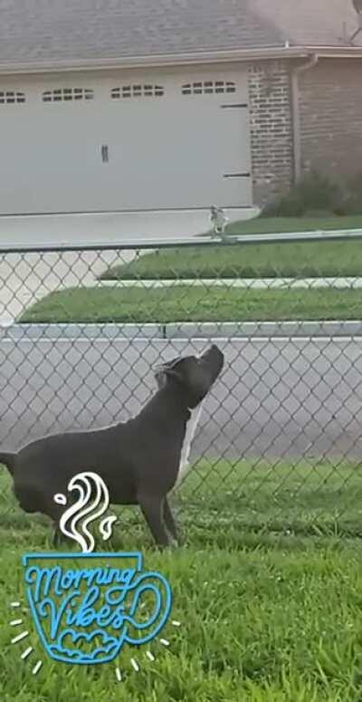 Winner winner, miniature chicken dinner