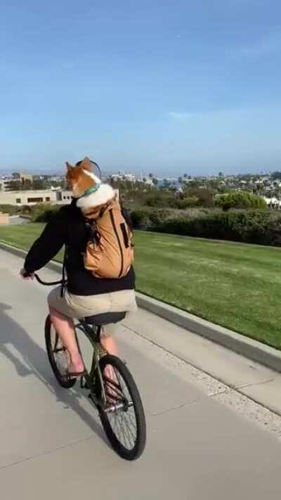 Bestest Co-pilot Enjoying the View