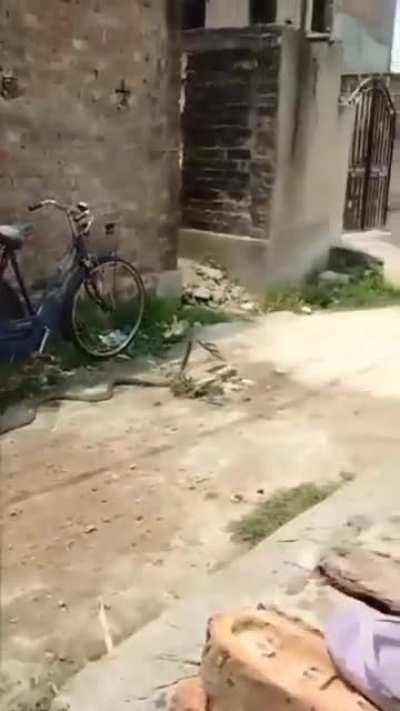 Throwing flip flops at snake (Not what you expect)