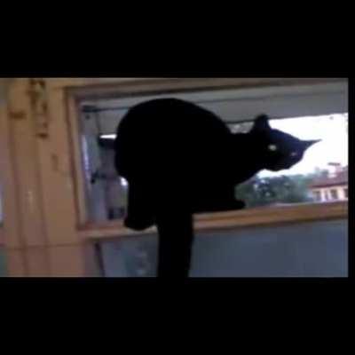 Woof woof woof.. I mean meow.. meow.