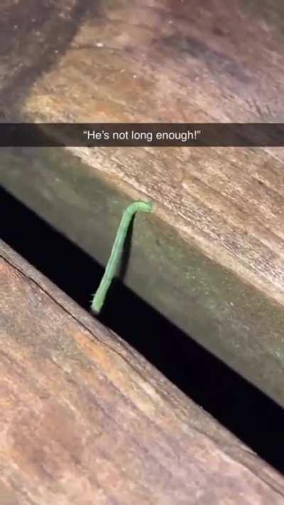 Just guys watching worm