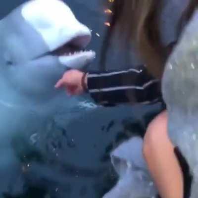 Whale being a bro by retrieving human's phone