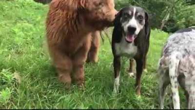 I'll massage your ear